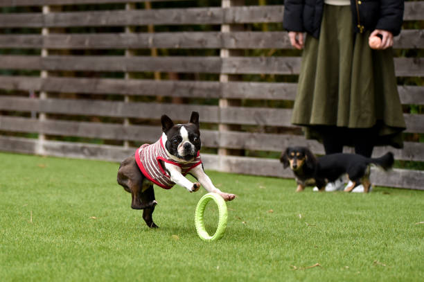 istock Boston Terrier playing in a dog run 1220044661
