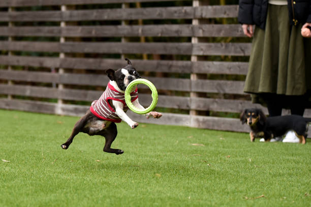 istock Boston Terrier playing in a dog run 1220044664