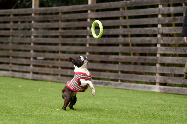 Boston Terrier playing in a dog run