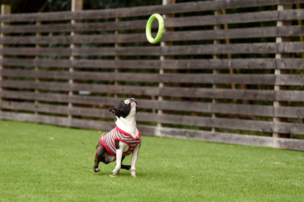 istock Boston Terrier playing in a dog run 1220044668