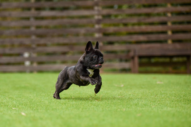 istock Boston Terrier playing in a dog run 1220044673