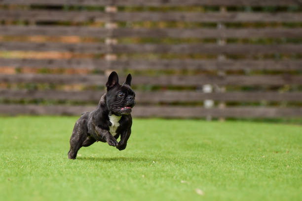istock Boston Terrier playing in a dog run 1220044674