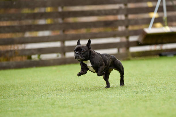 istock Boston Terrier playing in a dog run 1220044685