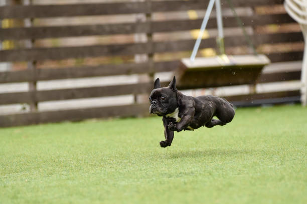 istock Boston Terrier playing in a dog run 1220044687