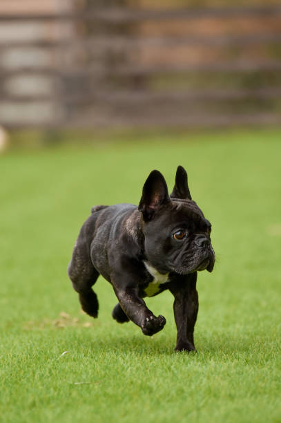 istock Boston Terrier playing in a dog run 1220044701