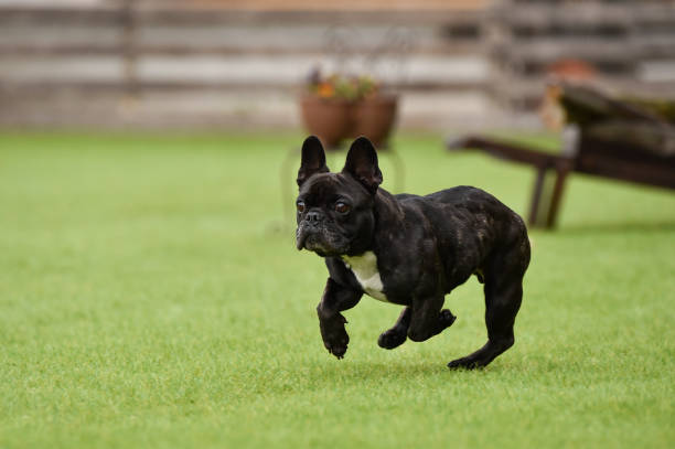 istock Boston Terrier playing in a dog run 1220044706