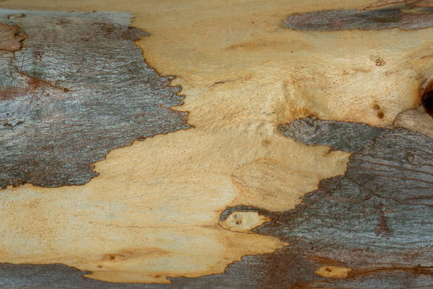 istock Close up bark of Eucalyptus tree 1220046396
