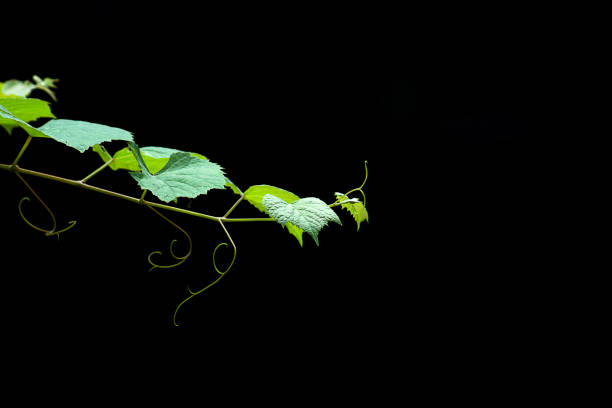istock Close up of green grape leaf on black background 1220046484