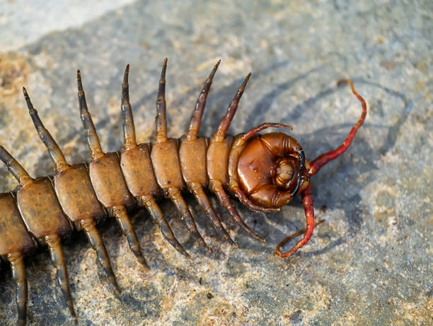 Close up of Centipedes on the ground Close up under of Centipedes on the ground. (Scientific name Chilopoda) myriapoda stock pictures, royalty-free photos & images