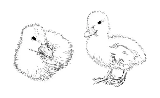 Vector illustration of Baby Duck Ink Vector Illustration