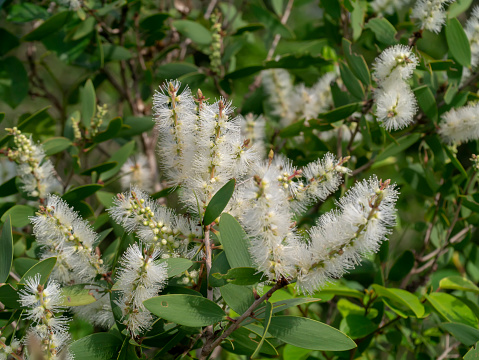 Close up white flower of Cajuput tree, Milk wood, Paper bark tree (Melaleuca quinquenervia).