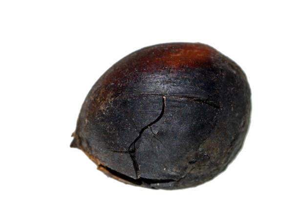 istock Close up Thai Chestnut on white background 1220047650