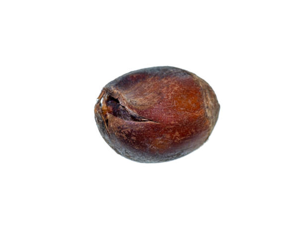 istock Close up Thai Chestnut on white background 1220047691
