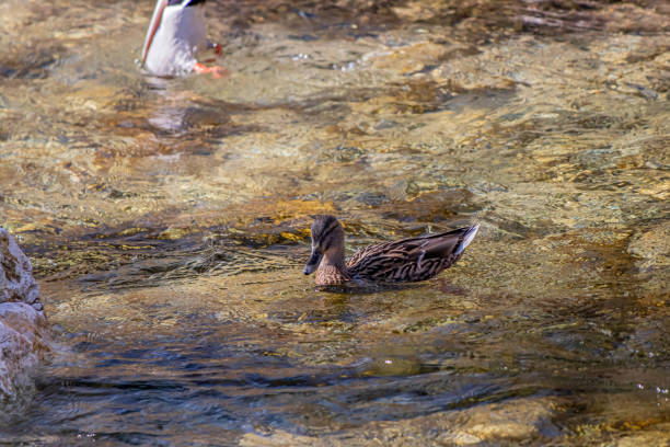 wildlife captured in Bohinj valley Slovenia