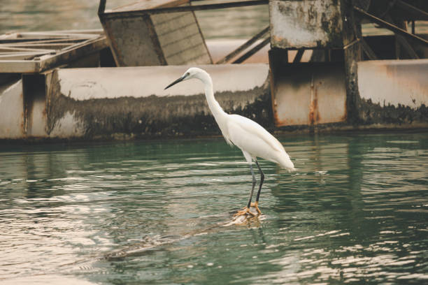 istock White heron, bittern,or egret bird walking and hunting fish from the river 1220048143