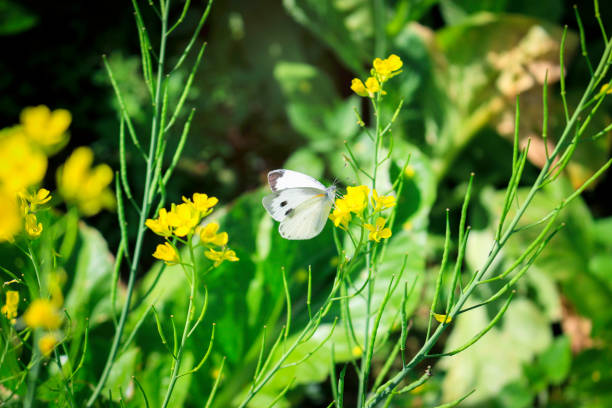 Butterfly on flower