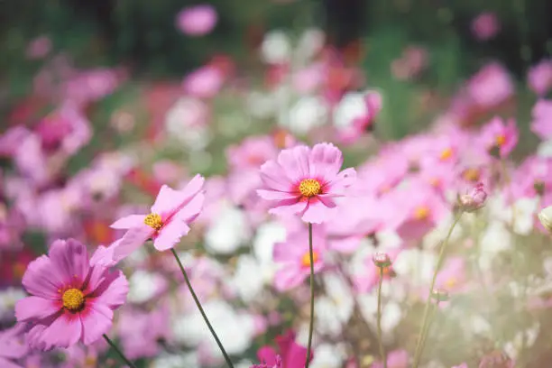 Pink cosmos flower blooming cosmos flower field, beautiful vivid natural summer garden outdoor park image.