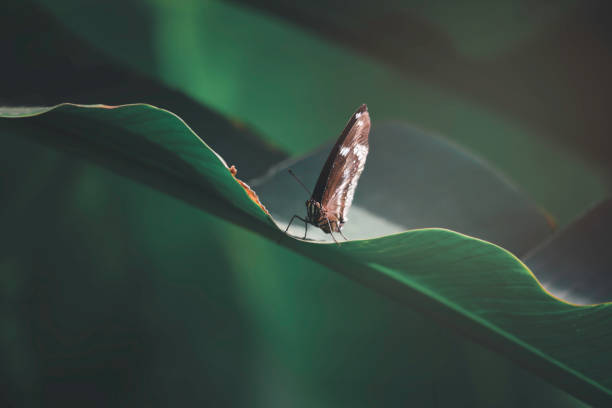 istock Butterfly butterfly on green leaf in summer spring garden 1220048914