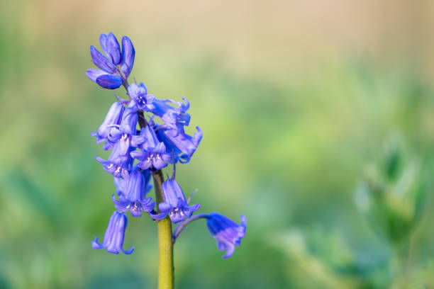 istock bluebells in the forest 1220051017