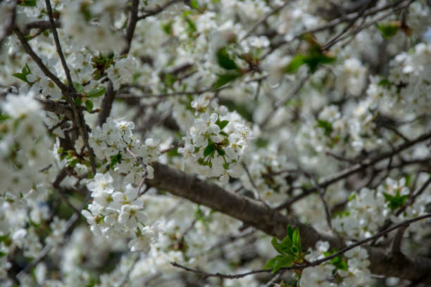 istock Sour cherry tree blossom, white tender flowers in spring on blue sky, selective focus, seasonal nature flora 1220051044
