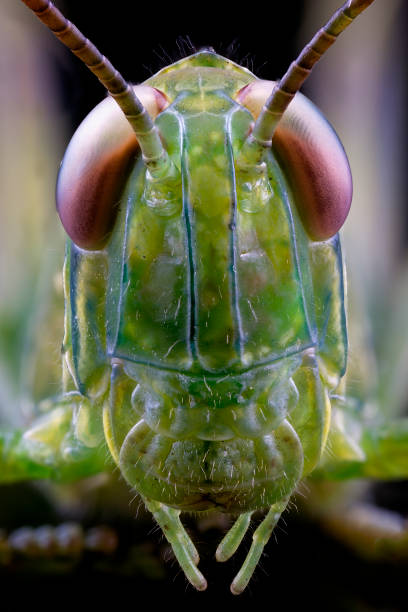 The Face Of A Grasshopper An extreme macro close up of the face of a green grasshopper, macro photography grasshopper photos stock pictures, royalty-free photos & images