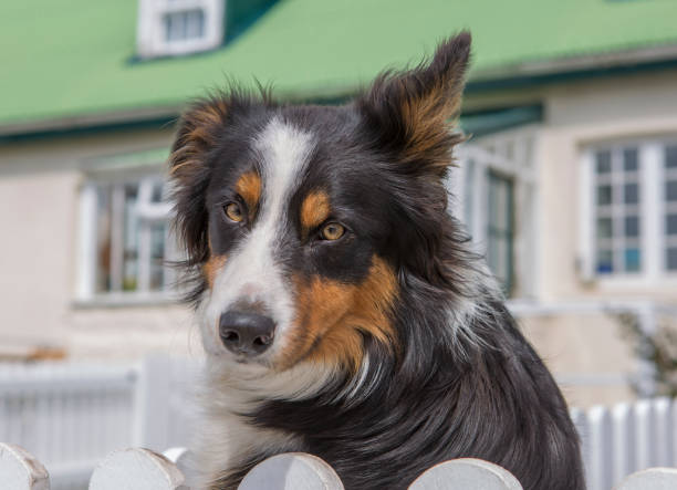 770+ Port Stanley Immagine Foto stock, immagini e fotografie royalty