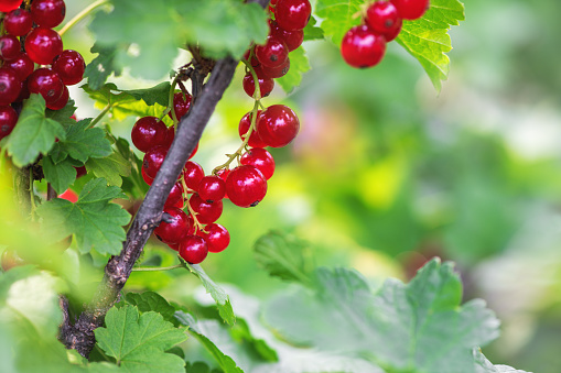 Banner. Сurrant. Red currants in the garden.  Ripe currant berries on a green currant Bush. Summer harvest background.