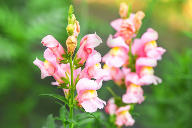 snapdragons. snapdragon pink flowers in the garden. spring and summer background. vertical photo - snapdragon imagens e fotografias de stock