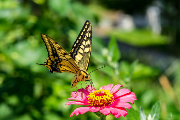 Papilio machaon. known as the common yellow swallowtail or simply the swallowtail.