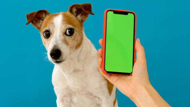 istock Dog sits next to a smartphone green screen 1220055474