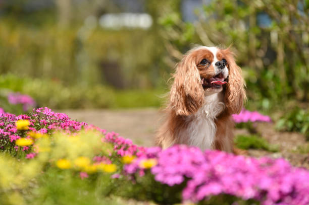 istock Cavalier King Charles Spaniel in the flower garden 1220055654