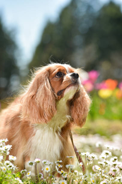 istock Cavalier King Charles Spaniel in the flower garden 1220056443