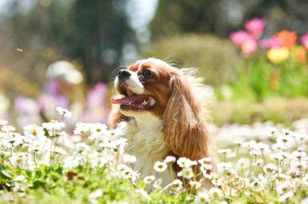istock Cavalier King Charles Spaniel in the flower garden 1220056451
