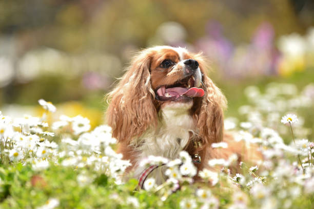 istock Cavalier King Charles Spaniel in the flower garden 1220056492