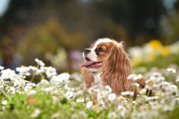 istock Cavalier King Charles Spaniel in the flower garden 1220056500