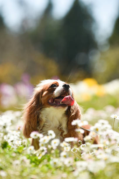 istock Cavalier King Charles Spaniel in the flower garden 1220056518