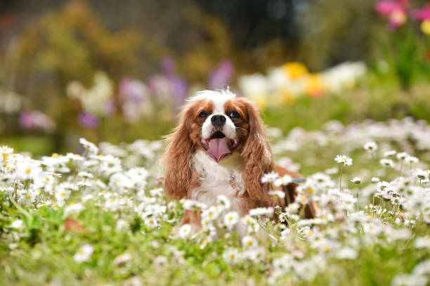 istock Cavalier King Charles Spaniel in the flower garden 1220056540