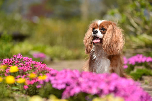 istock Cavalier King Charles Spaniel in the flower garden 1220056693
