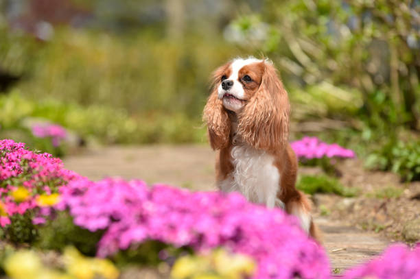 istock Cavalier King Charles Spaniel in the flower garden 1220056720
