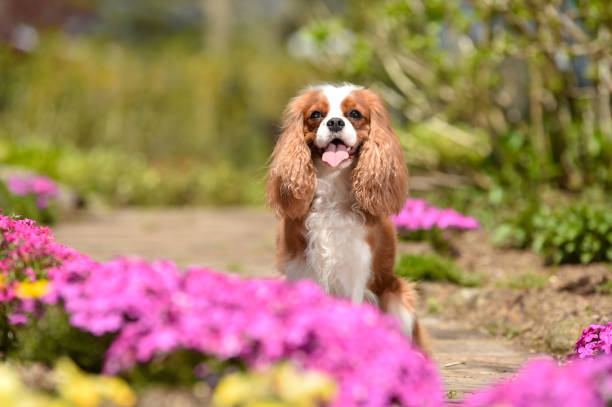 istock Cavalier King Charles Spaniel in the flower garden 1220056731