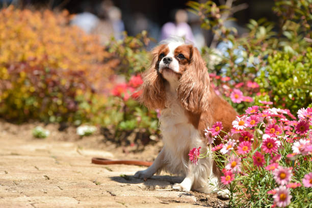 istock Cavalier King Charles Spaniel in the flower garden 1220056799