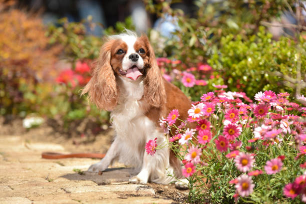 istock Cavalier King Charles Spaniel in the flower garden 1220056804
