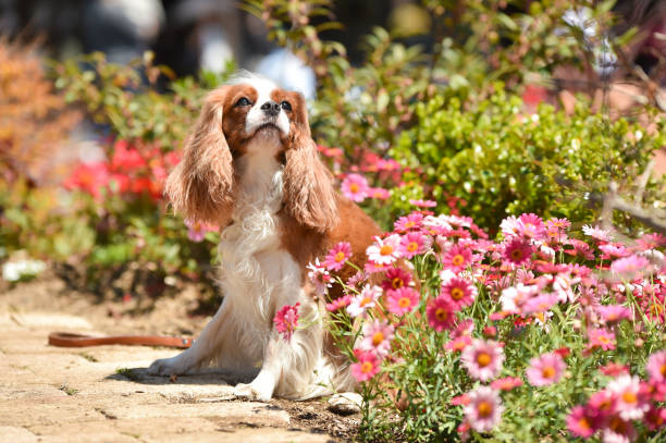 istock Cavalier King Charles Spaniel in the flower garden 1220056825
