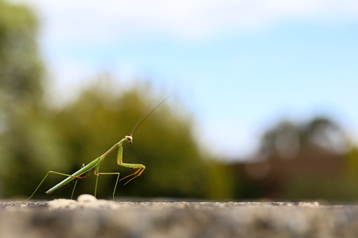 close up of a praying mantis insect perched on the top of a garden fence looking out in to the world, on a bright day in an Australian garden. Ready to fly out in to the world