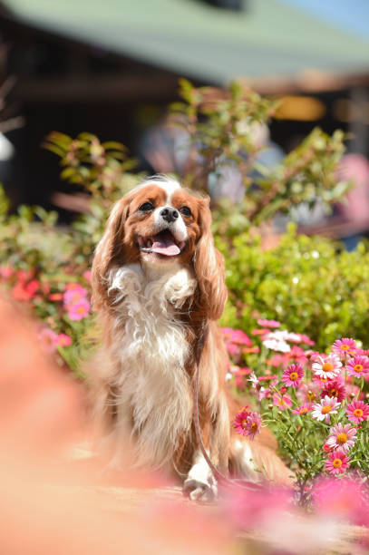 istock Cavalier King Charles Spaniel in the flower garden 1220057942