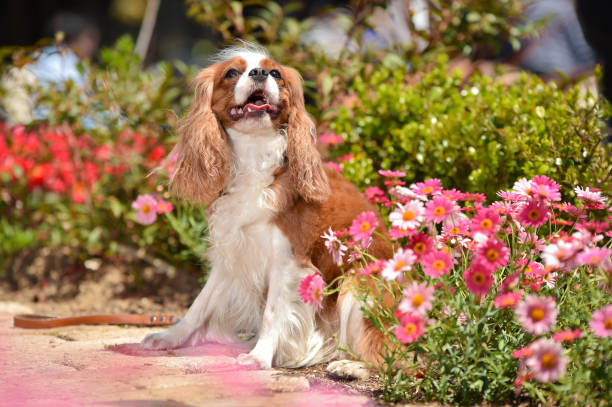 istock Cavalier King Charles Spaniel in the flower garden 1220057950