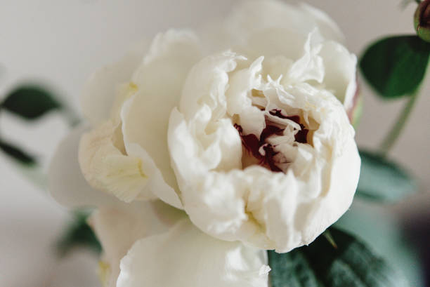 istock big beautiful white peony flowers on old table in rustic indoors 1220058008