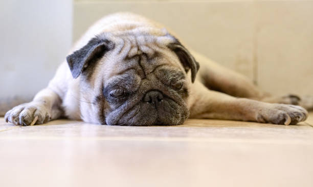 istock Sleepy pug dog lying on the floor. 1220058046