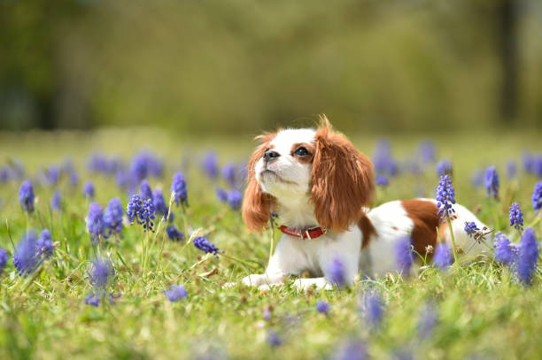 istock Cavalier King Charles Spaniel in the flower garden 1220058062