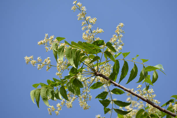 istock Neem leaves and flowers 1220058142
